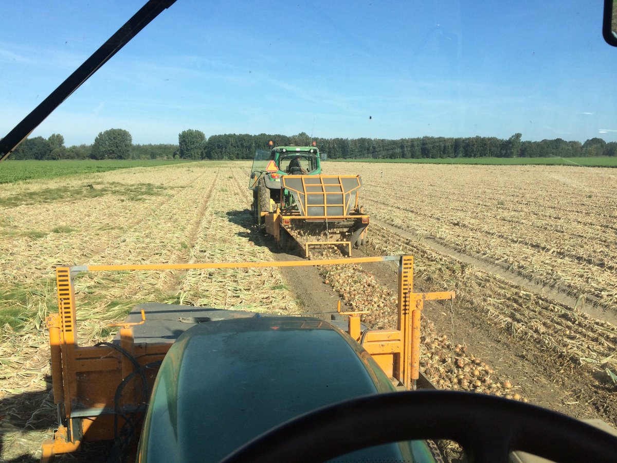 jurveenink's tweet photo. Weer een mooi dagje in de uienrace.. Het schiet behoorlijk op met 3 combinaties 👌🏽🌱🌱 #qualityonions https://t.co/59V959oG20