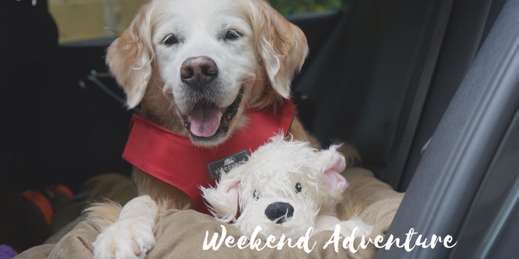 GoldenWoofs's tweet photo. always safe when traveling @sleepypod #Sleepypod #ClickitSport #ad πΎ #pettravel #petsafety https://t.co/EJ78fxBQEE
