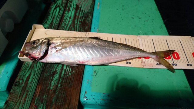 aina530's tweet photo. 夢のテラアジ釣れました‼️
もう嬉しくて寝れませんわ（笑） https://t.co/dvjrLrU5zs