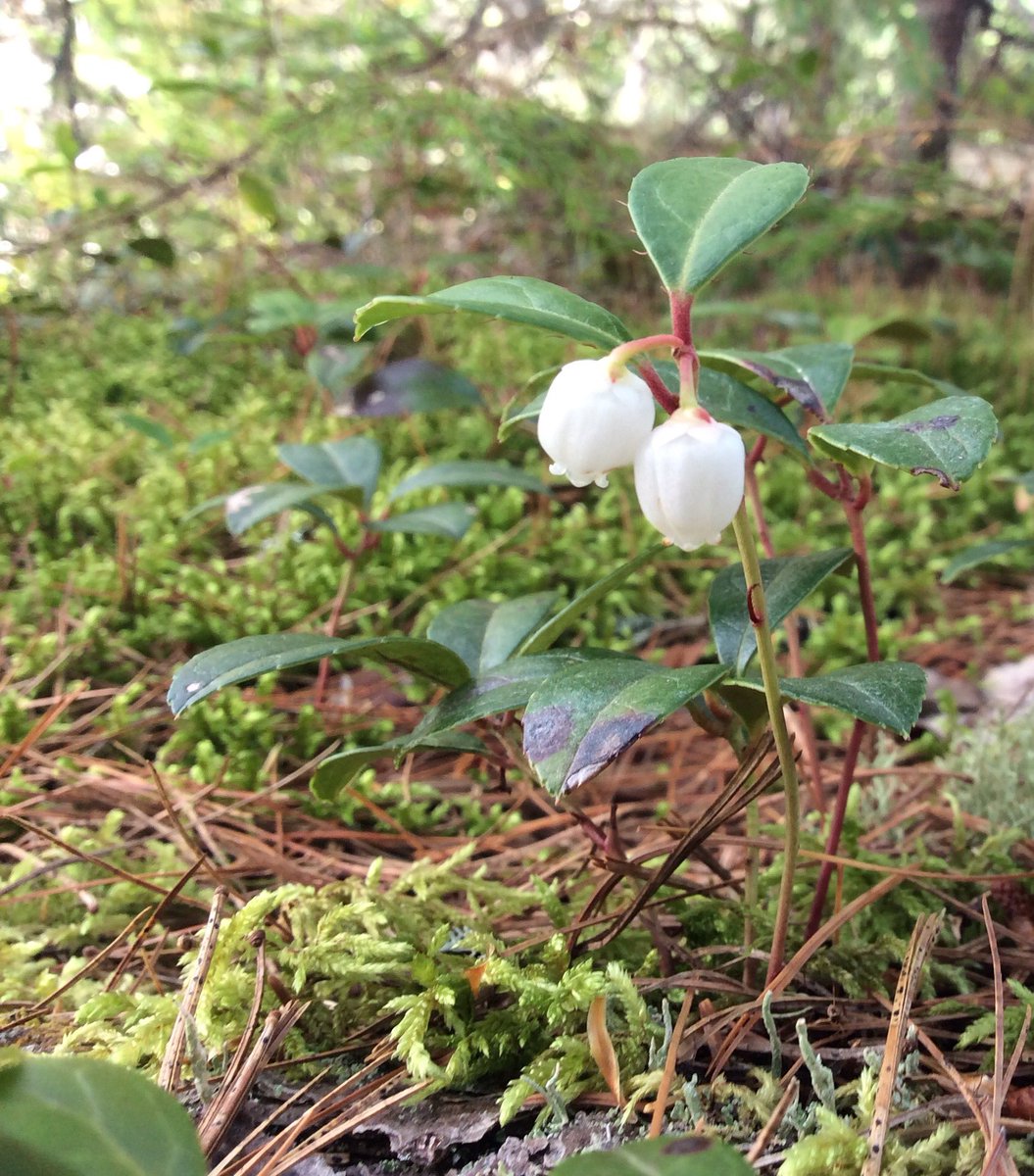 ICanadensis's tweet photo. Gaultheria procumbens was found blooming in Hants County this past week. #wintergreen #tea berry https://t.co/dBt2s1y7jA