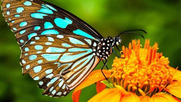 Salek5321's tweet photo. فراشة جميلة......تسوح في الفضاء.... تعشق السماء ... تراقص الزهار طربا https://t.co/faaX4TR6A8