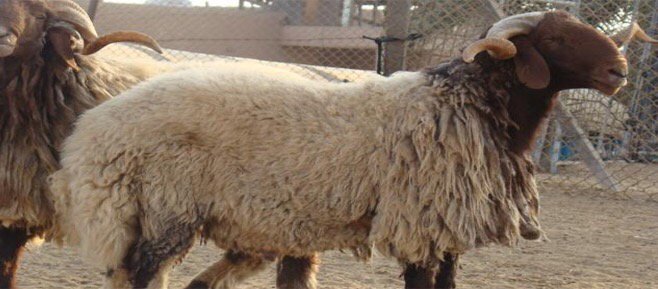 تستاهل #نصف_مليون_متابع ✨🌸

الف مبروك يالامير شهود لك بالخير
وفالك المليون ✨🌸
@m4d_vip
🌸✨🌸✨🌸✨
#حساب_راقي 
هديه بسيطة