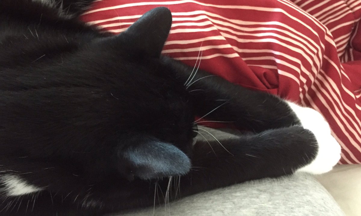 Kim_TUVS's tweet photo. Happy #Caturday
#wonderpaws https://t.co/lWYVMnbTlv