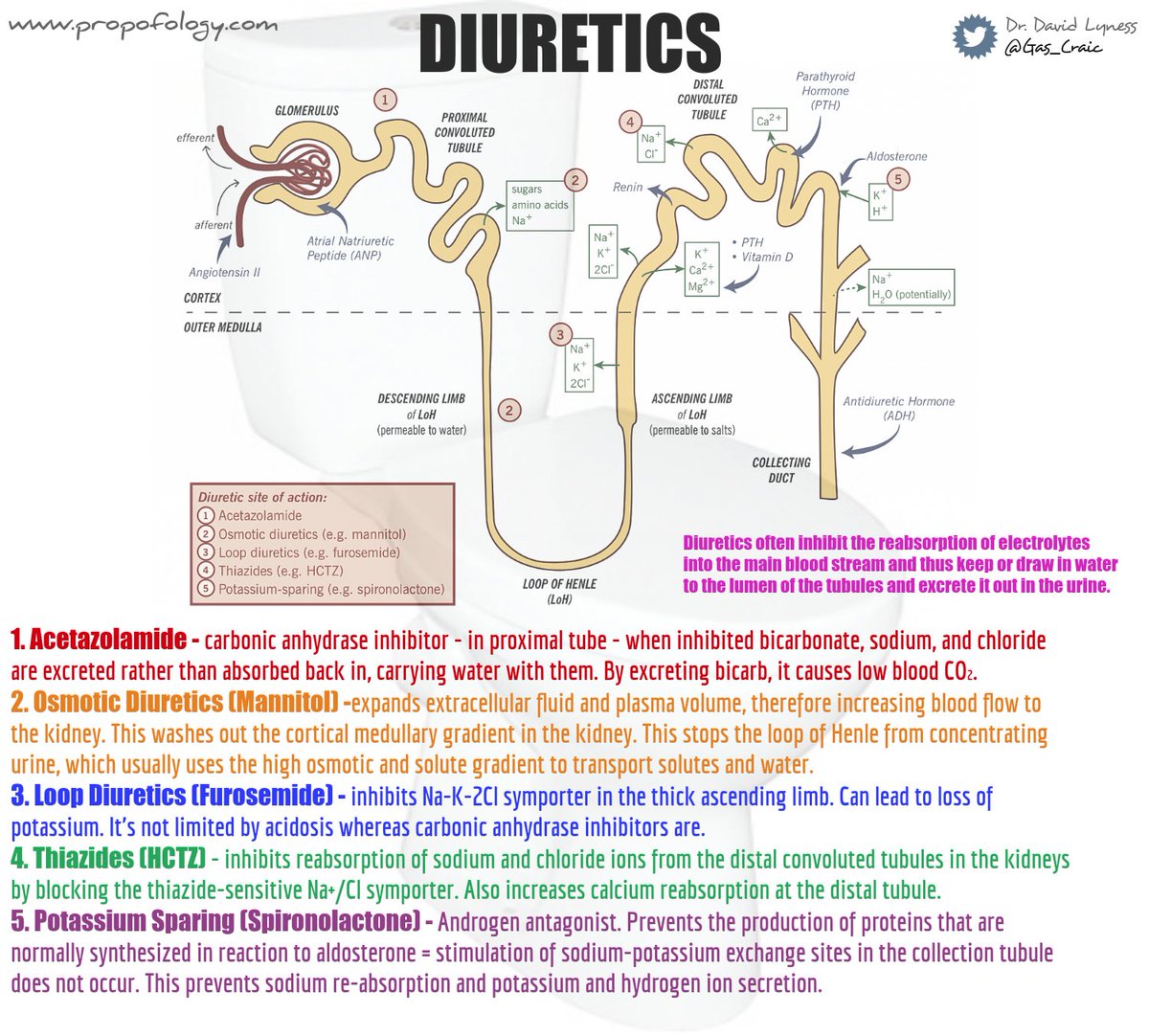 Gas_Craic's tweet photo. How [DIURETICS] Work | https://t.co/3LHtq9jXph | #FOAMed #USMLE https://t.co/TOAOjzvYjf