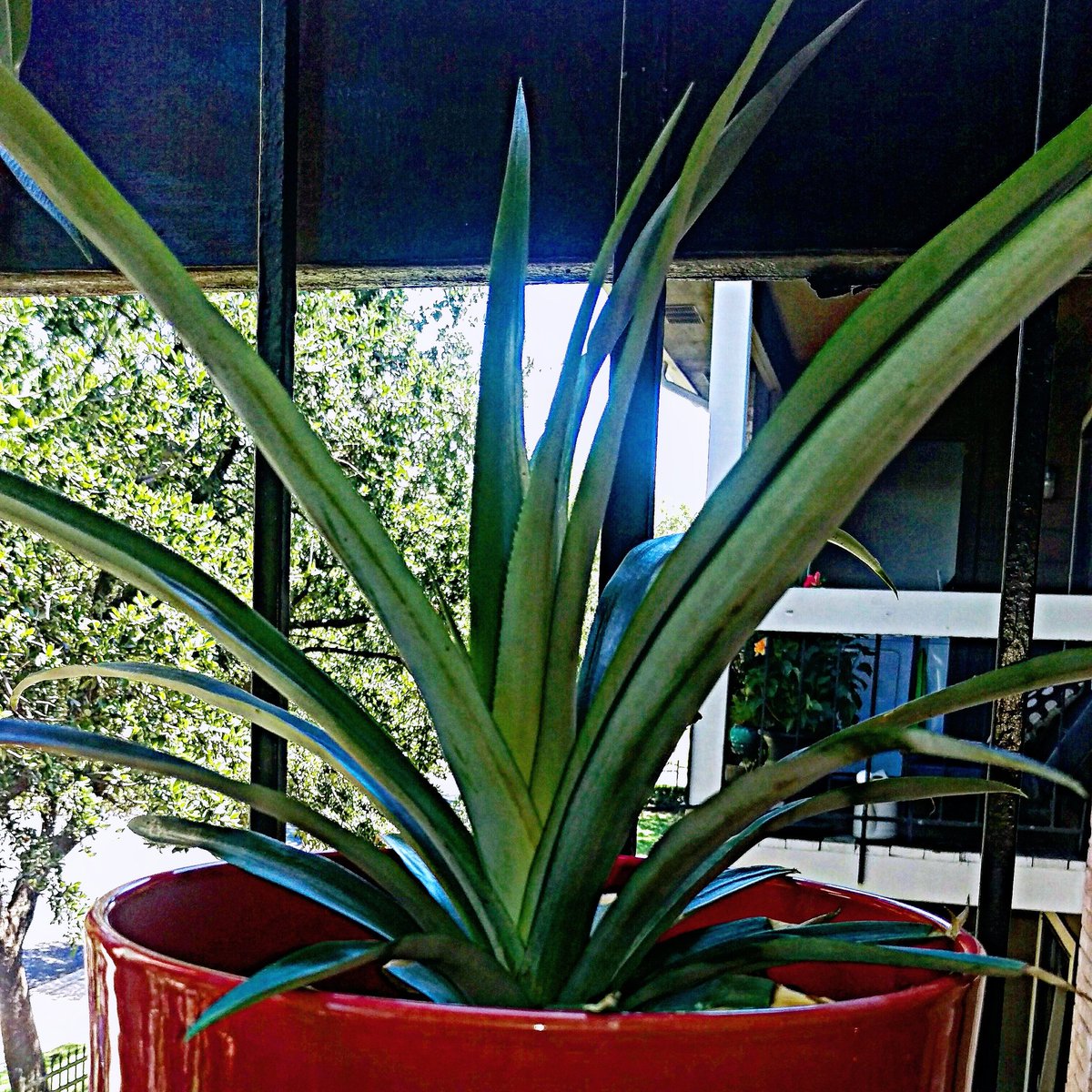 BikerButt's tweet photo. My 6 month old #pineapple plant is growing up so quickly! #TankATX #GayBeard #PatioGarden #HusbearMaterial #Austin https://t.co/U0anRZgJiv