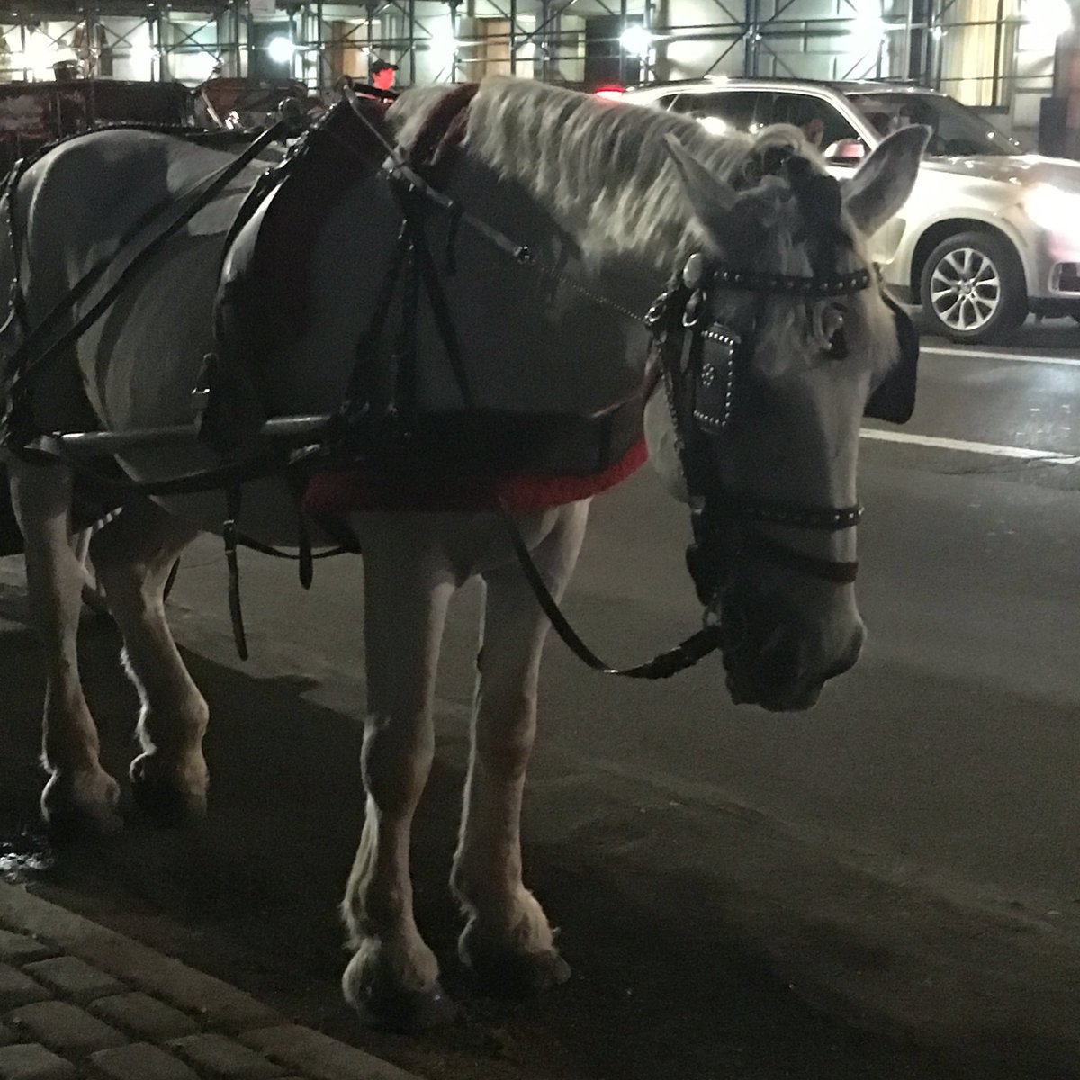 Burtini's tweet photo. They don't belong out here 😔 #boycotthorsecarriages https://t.co/5fFRwBEhIv