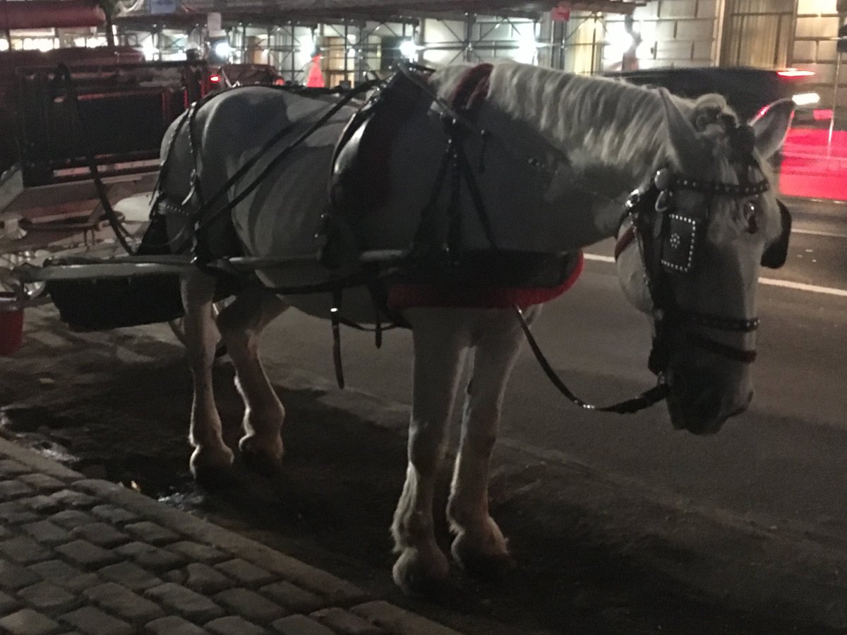 Burtini's tweet photo. They don't belong out here 😔 #boycotthorsecarriages https://t.co/5fFRwBEhIv