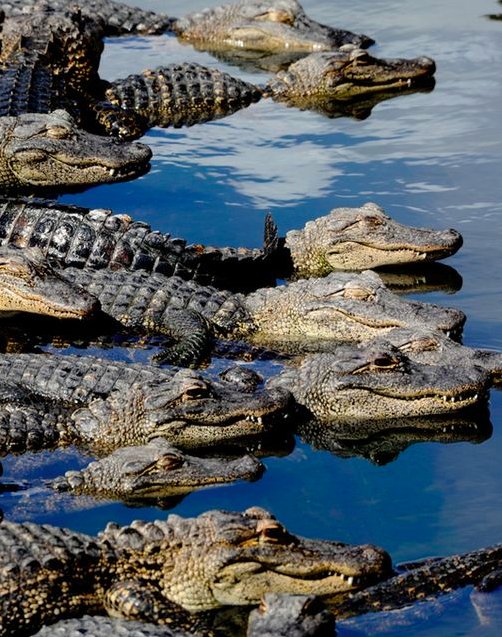 everglades's tweet image. South Florida traffic jam! evergladesholidaypark.com #funny