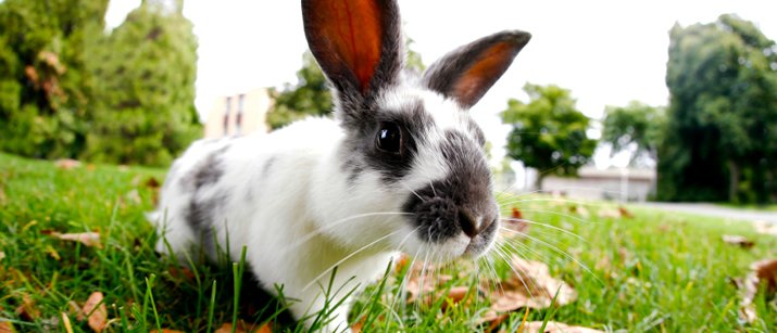 LoveThatPet's tweet photo. #rabbit care is pretty straight forward once you have the right #knowledge! #lovethatpet
https://t.co/Sik56uZBvM https://t.co/h6EwxW50d7