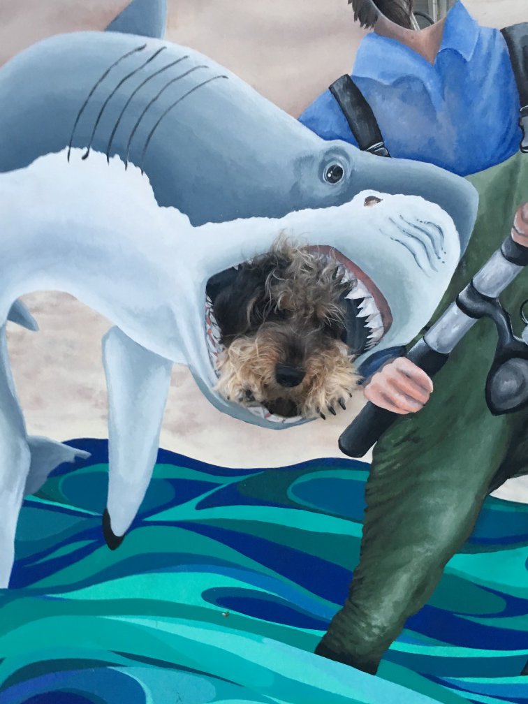 SurfCityBT's tweet photo. Our dog Piper playing with the Great White in our photo board. Goofy dog. #lbi #shark #fishing https://t.co/1bXplpcIkH