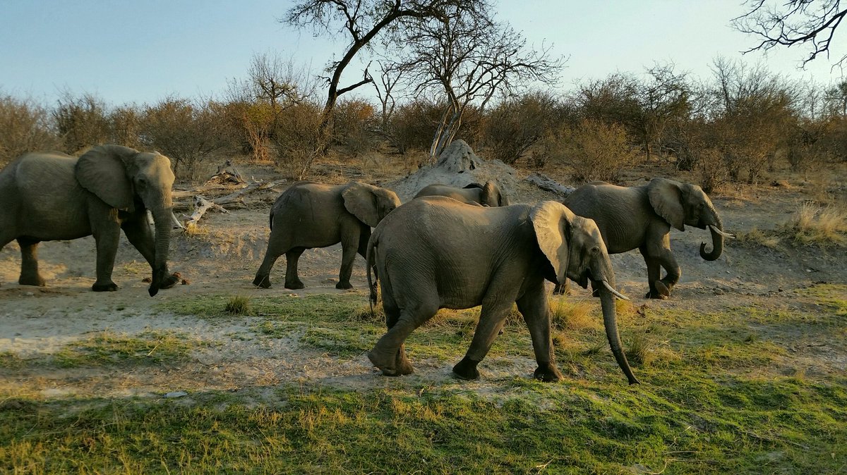 mauidi's tweet photo. Victory for #elephants @ #IUCNCongress. #Motion007 passed without amendments. @iucn @RichardMcLellan @TheWCS @USWTA https://t.co/aYkbuPGJdg