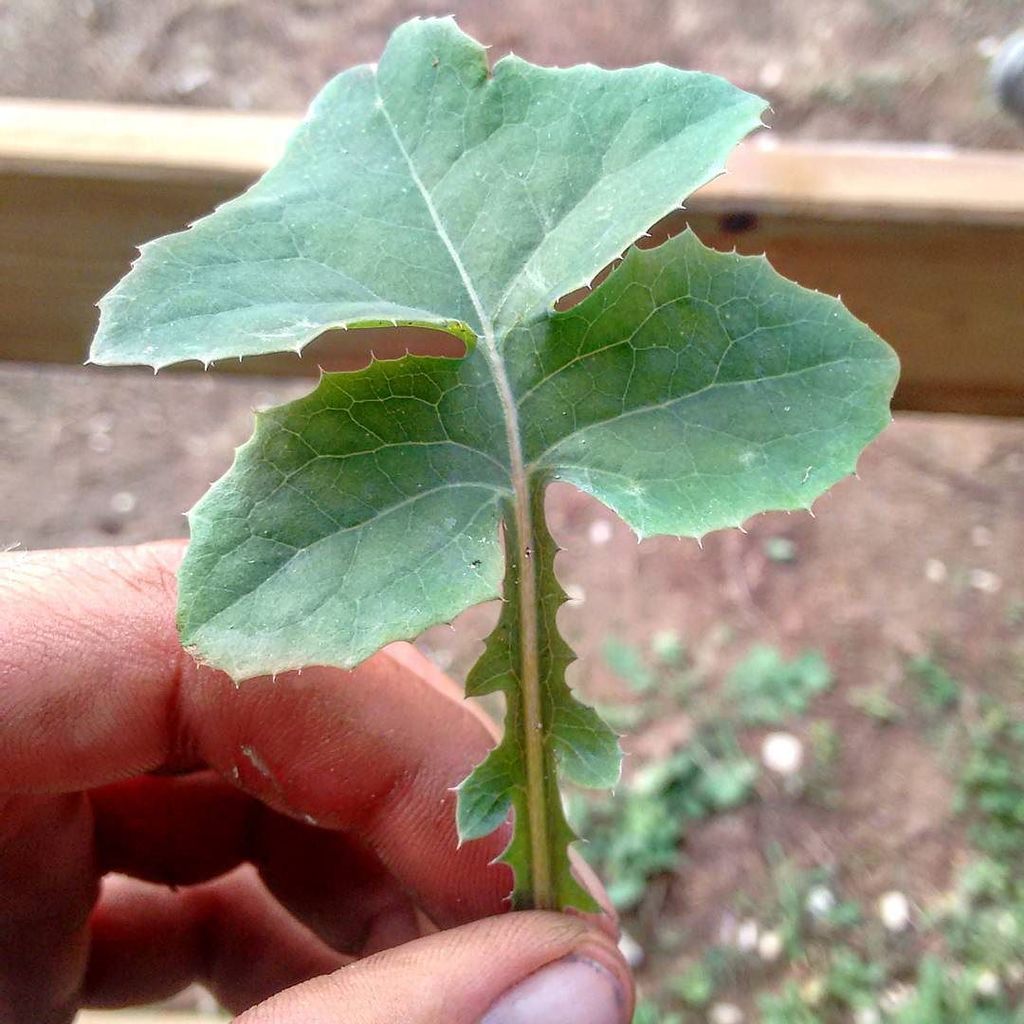 tomcoox's tweet photo. Crespigno (Sonchus Oleratus), same family of sowthistle is known here in Abruzzo as #casci… https://t.co/qAgTHdXAnj https://t.co/a7ZRJCuXTp