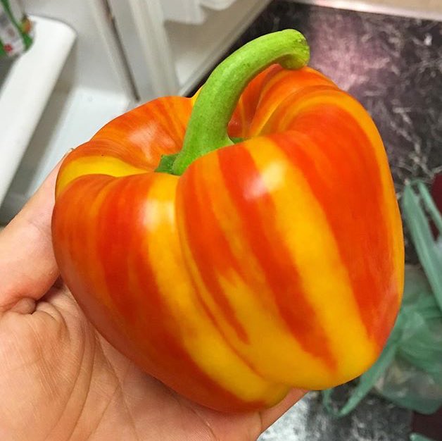 Most Grocers Reject Multicolor Peppers. They're Clearly Missing The Diverse Beauty! IG Pic by <a href="/casey2cook/">Chef Casey Repetti</a> 😍