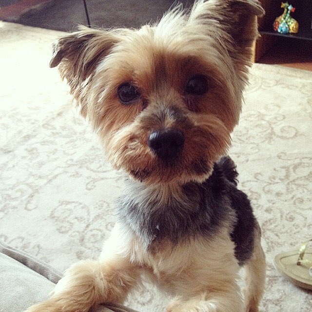 daay_fit's tweet photo. Valeu amigo! 🐶❤️😢 https://t.co/7uXtedpaj2