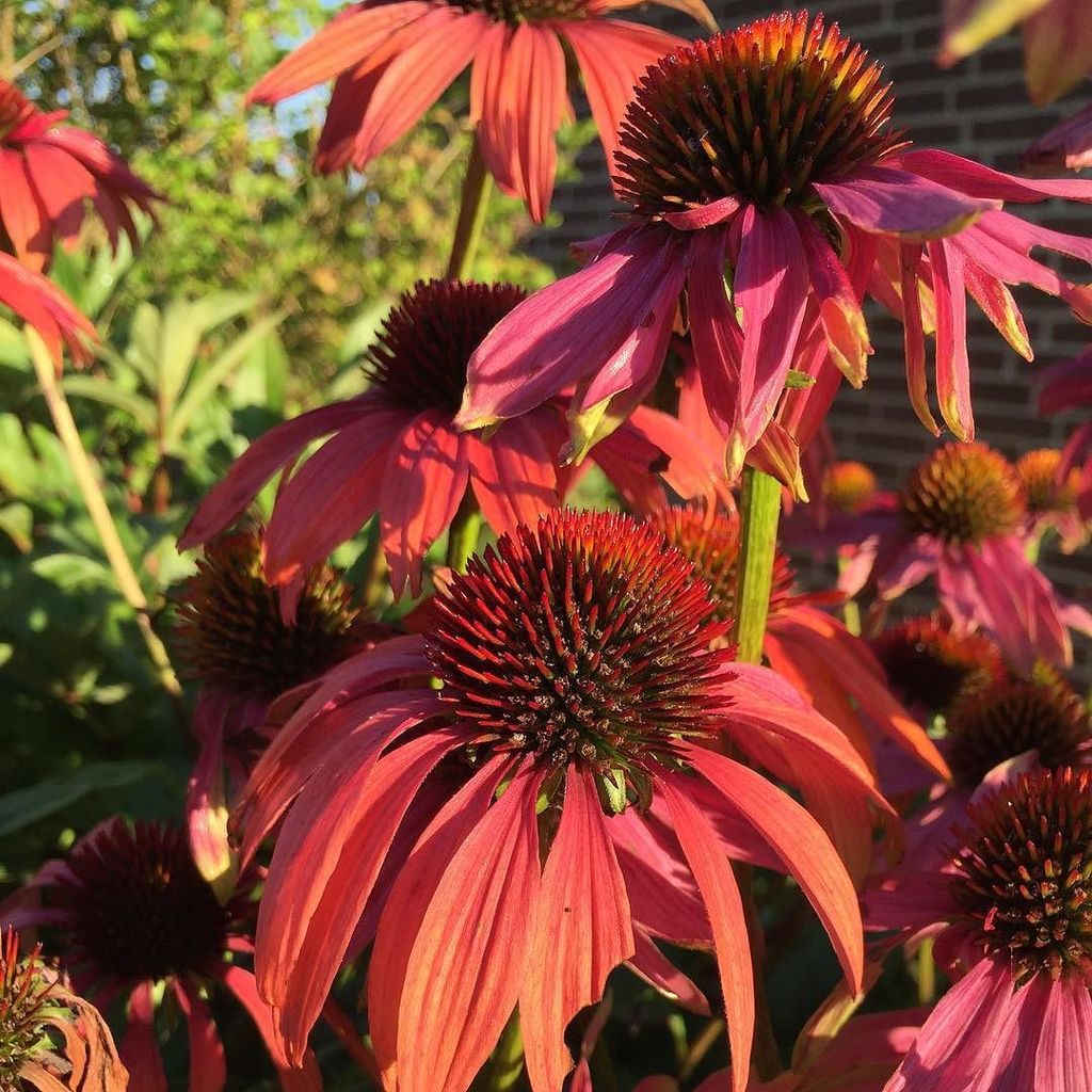 soevsoehoeholt's tweet photo. #coneflower #solhat #solhatter #solhate https://t.co/JYKe3Zkbyp https://t.co/VHO4YNln7v