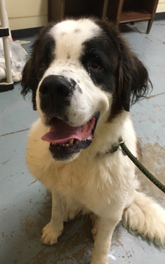DawnFox29's tweet photo. Bentley Needs Hero by 6PM! He is at @ACCTPhilly &amp; will be put down unless rescued. Plz RT to Save him @FOX29philly https://t.co/JlClQuygtu