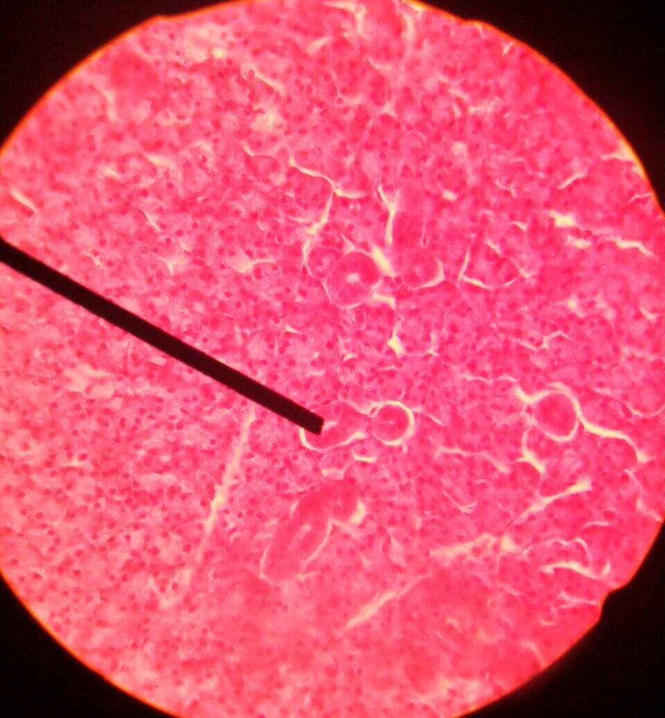 BAYU SETO tweet media