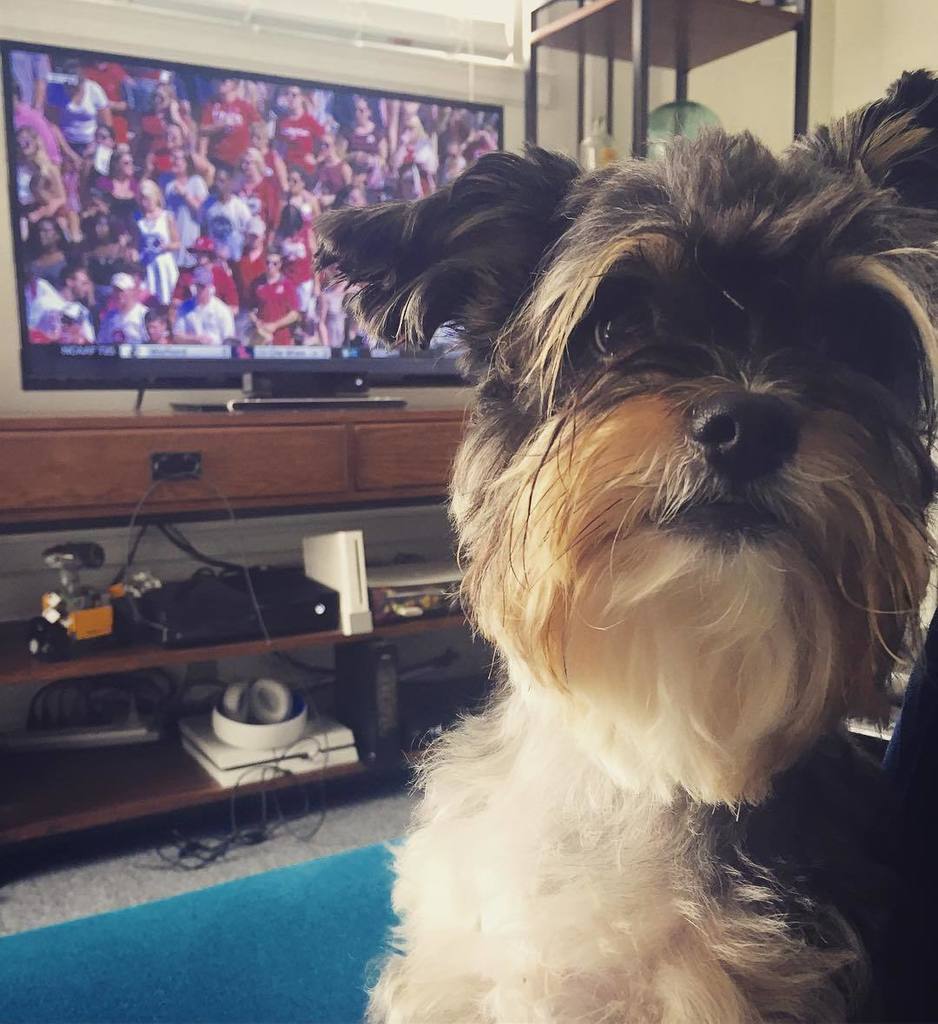 AlyxAshton's tweet photo. On Saturdays we watch football. #travisk9 #fluffymonkey #alabama #collegefootball https://t.co/NAgxBXoOOU https://t.co/SpdbSy1DQr