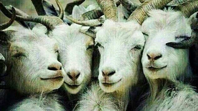 IqraLibra1's tweet photo. Selfie before #Qubani 😂😂 https://t.co/RzvNDzhDdL