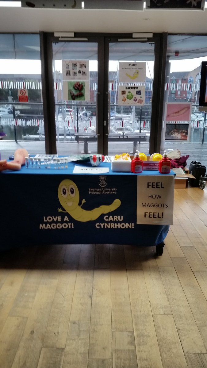 yamnette's tweet photo. Setting up #loveamaggot #BSF16 at Swansea waterfront museum #teammaggot @HumanandHealth @BritishSciFest @SwanseaUni https://t.co/TyW0sIbQII