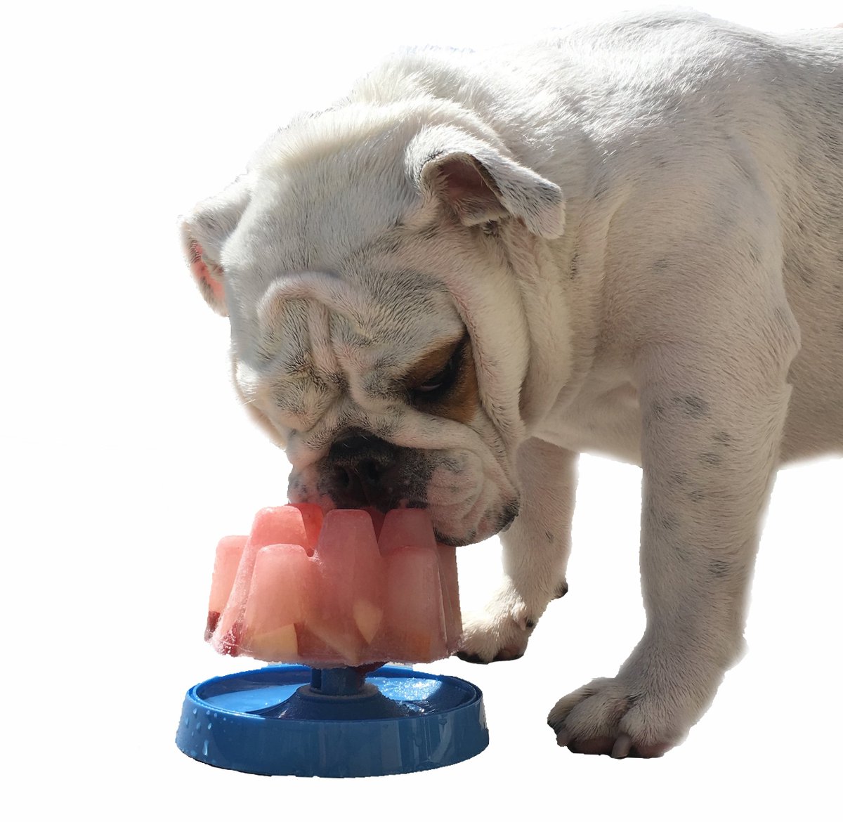 DoggieCone's tweet photo. @greatbuys_   Would you all be interested in trying out a complimentary Doggie Cone? https://t.co/S5Tszx385e