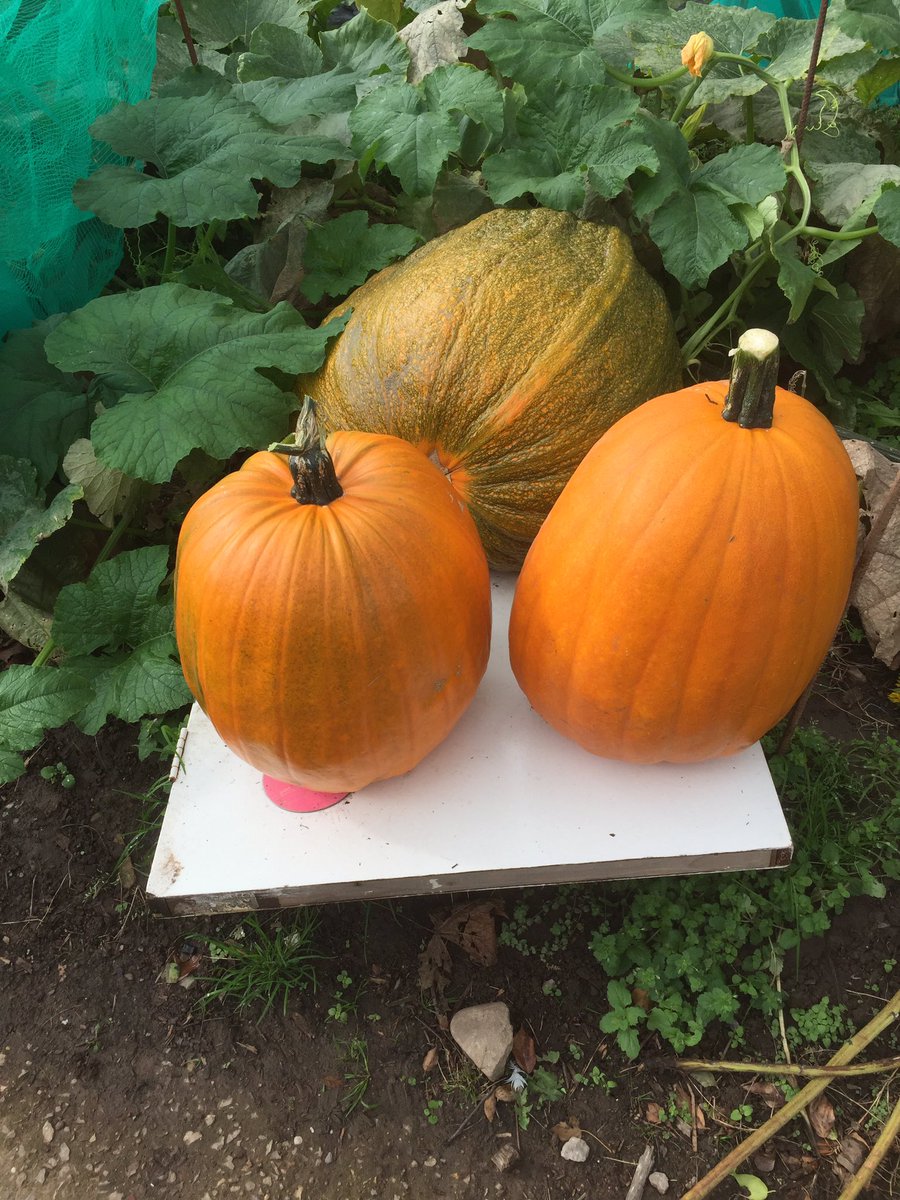 Allotments2's tweet photo. Great community spirit at Ty-Newydd Allotments as we weigh in the pumpkins https://t.co/Ace7nbkzeY