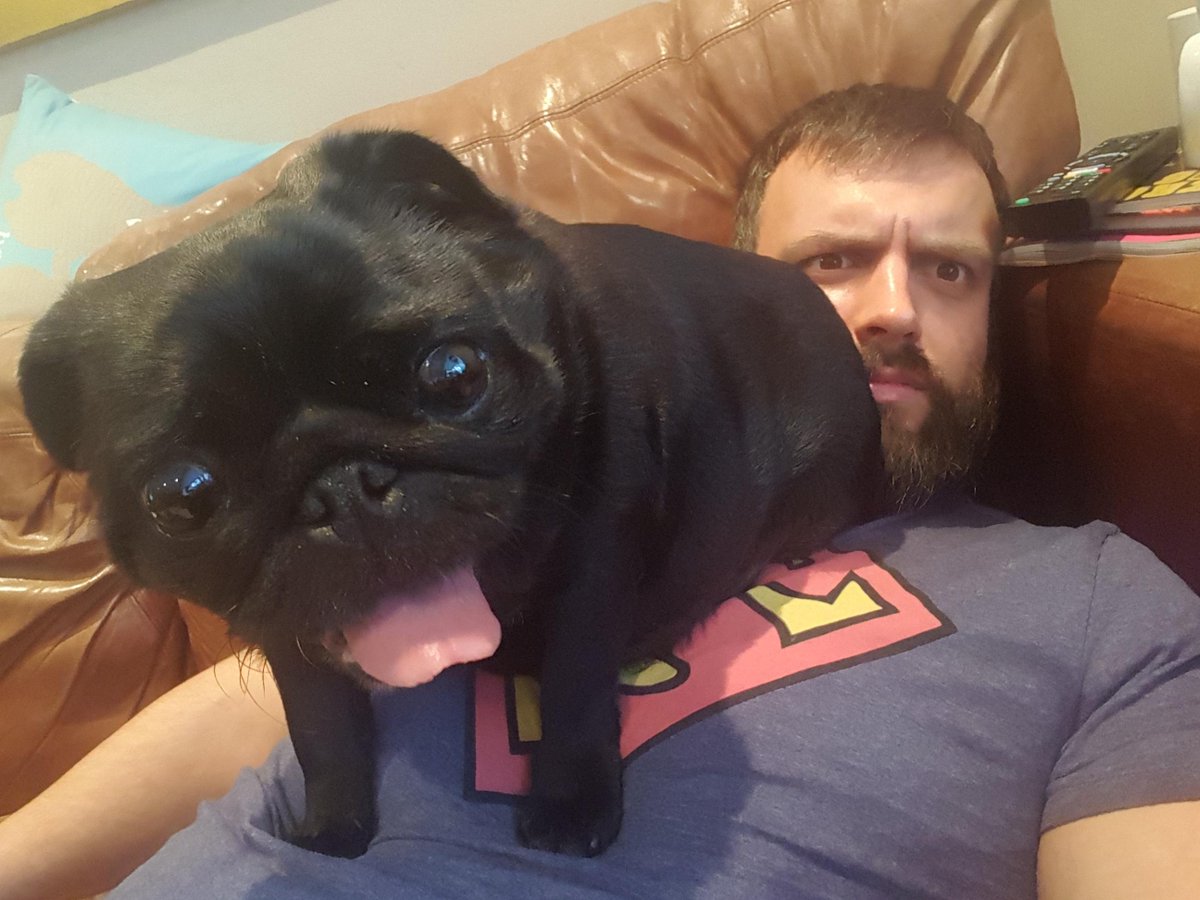 picsofpugs's tweet photo. Mei Mei does not understand the concept of personal space #pug #pugs #puglife https://t.co/joEn18hXYA