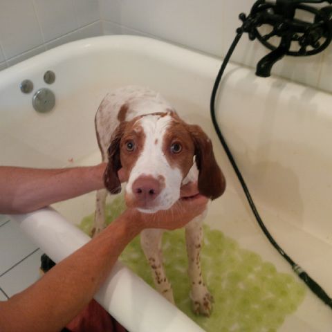 Andrew_P_Hickey's tweet photo. #BusyBailey has so little fur that its hard to tell that he's wet #1stbath https://t.co/q4hMWb6kJp