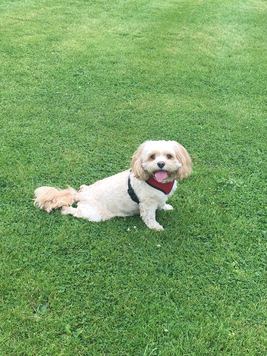 NinaB1984's tweet photo. #cutedog #dogsoftwitter #sealdog #stelladog https://t.co/0TQngNkqrQ