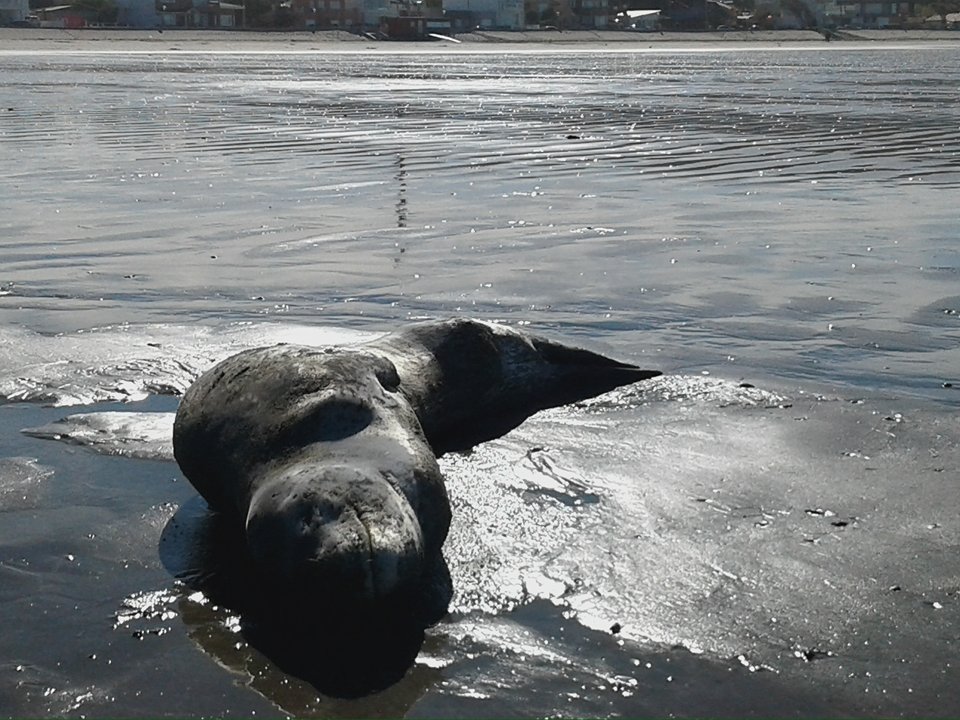 Foca Leopardo eligió la arena de Rada Tilly para descansar por la tarde radatillynoticias.com/foca-leopardo-…