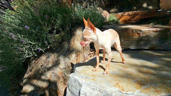 MY DOGGYS' DADDY JUST SENT THESE TO ME... I'm gonna cry!😭 I haven't seen them in 3 weeks!!! https://t