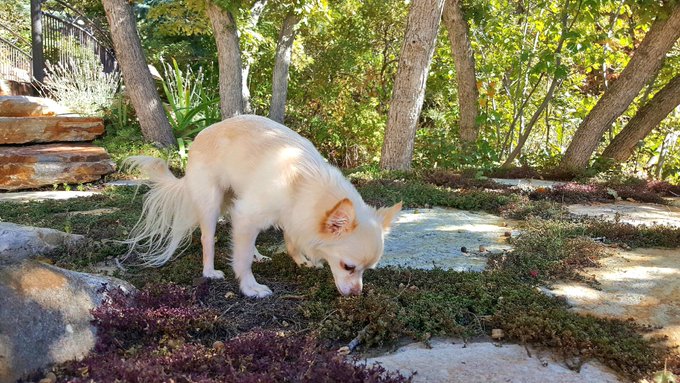 MY DOGGYS' DADDY JUST SENT THESE TO ME... I'm gonna cry!😭 I haven't seen them in 3 weeks!!! https://t