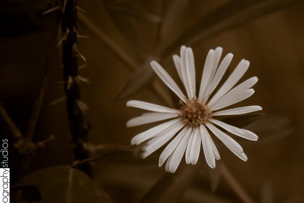 ographystudios's tweet photo. September Flowers https://t.co/96gSOwSsCB https://t.co/lK9RpAURpp
