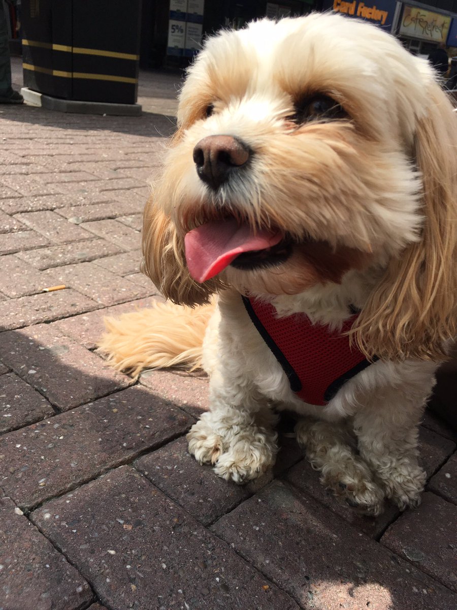 NinaB1984's tweet photo. #cavachon #dog #dogoftheday #dogoftwitter #cutestdog 🐶 #stelladog https://t.co/mjmmtkrxbA