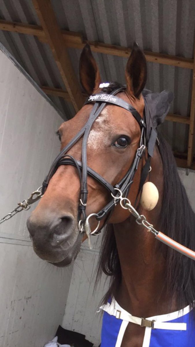 mariannskaalien's tweet photo. Super Taifon kapret 3.plassen i dagens V75-2! Gratulerer til rytter Henriette Bye som ble Norgesmester🐎 #llv75 https://t.co/EDbgdpS8Ud