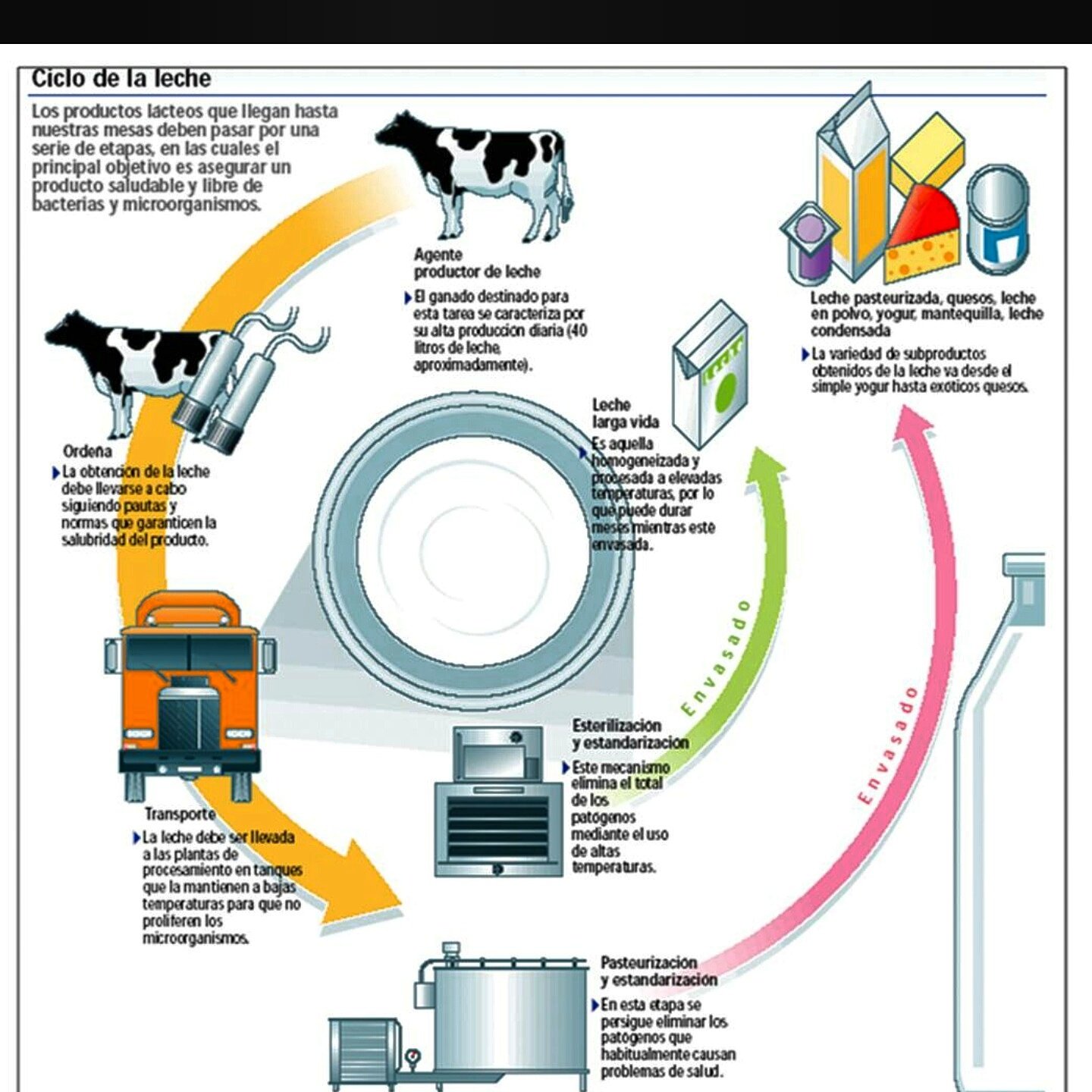 AsoGirolandoVzla on Twitter "Ciclo de la Leche. vaca 