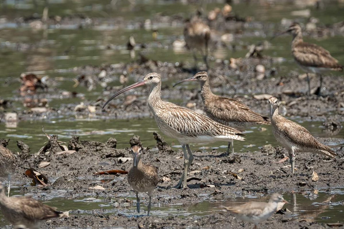 BP_Chua's tweet photo. Eurasian Curlew
#bird #nature #wildlife #animal #shorebird #Curlew #photography #sbwr https://t.co/BGYXYftVLp
