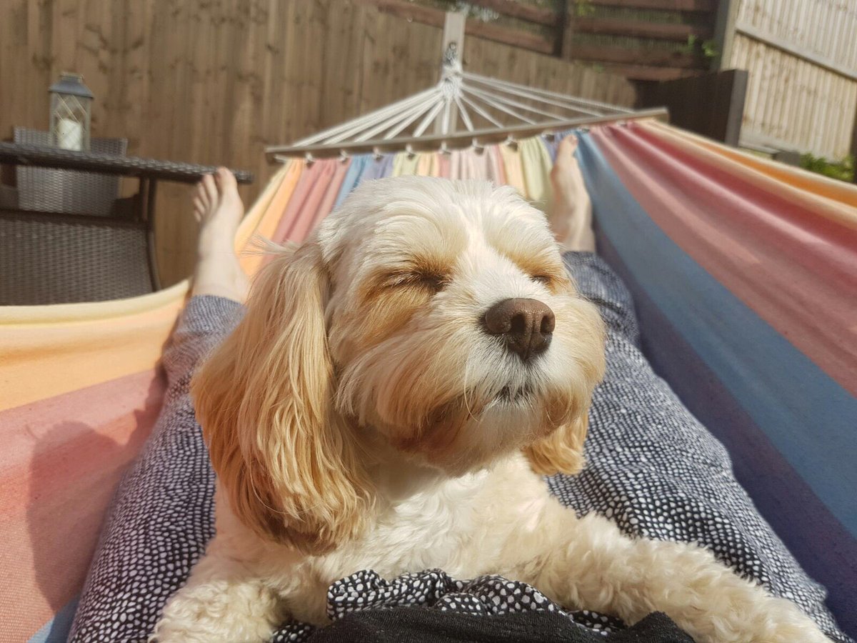 NinaB1984's tweet photo. #sundog #dogoftheday #dogoftwitter #cavachon #dog #cutestdog #stelladog 🐶 #lazydog https://t.co/ziEdK25QiL