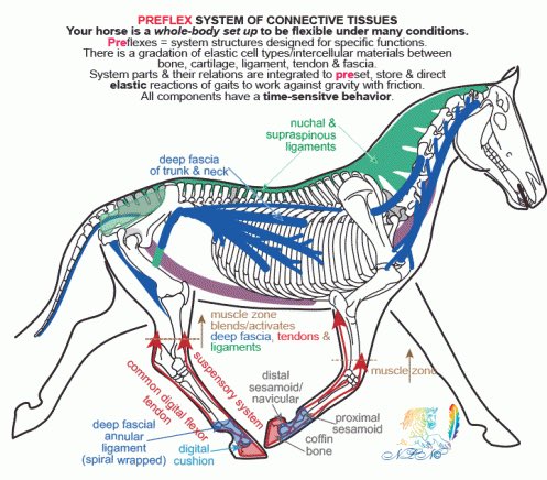 equineteach's tweet photo. #equineteach #preflex #horse #science #learning #equine https://t.co/ascccVcCun
