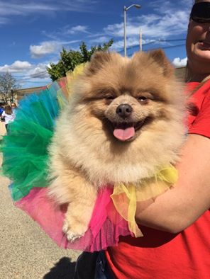 Hospice_Hearts's tweet photo. LITTLE LEO from @Hospice_Hearts at the #CUPride2016 parade in #Champaign #IL today! @theUPcenterCU #dogsoftwitter https://t.co/EB0FbWckrr