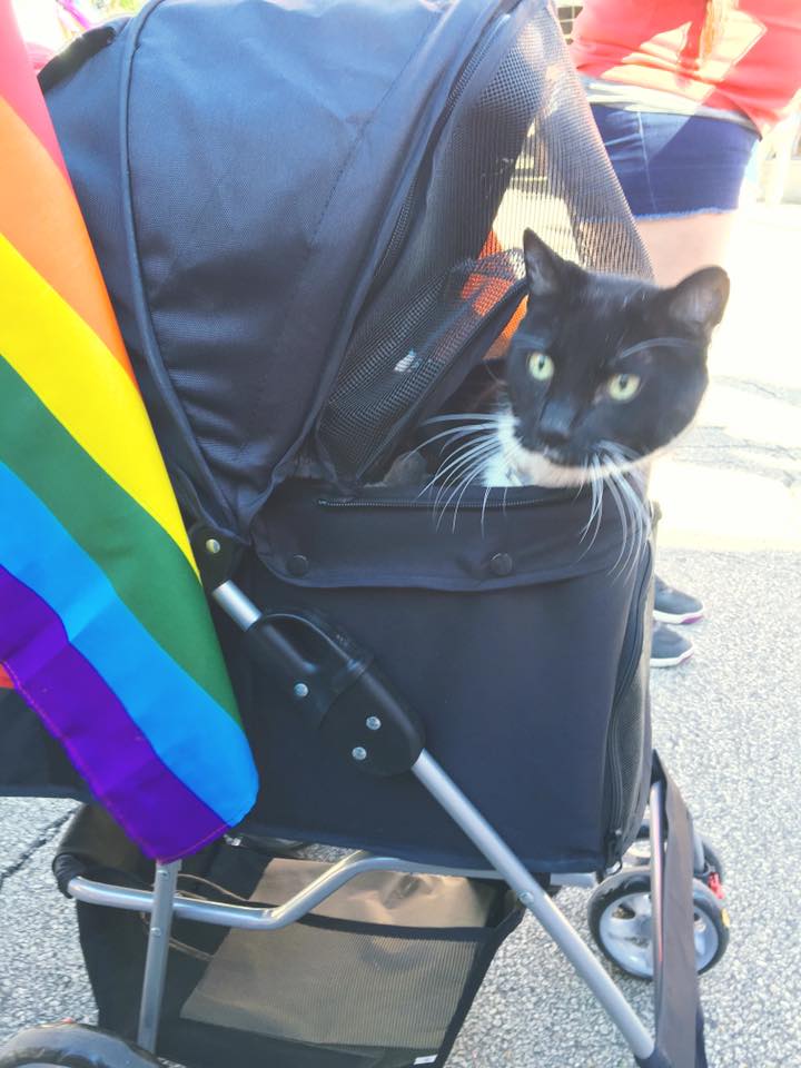 Hospice_Hearts's tweet photo. POPPY CAT from @Hospice_Hearts at the #CUPride2016 parade in #Champaign #IL today! @theUPcenterCU #CatsOfTwitter https://t.co/kZ85bSfXbA