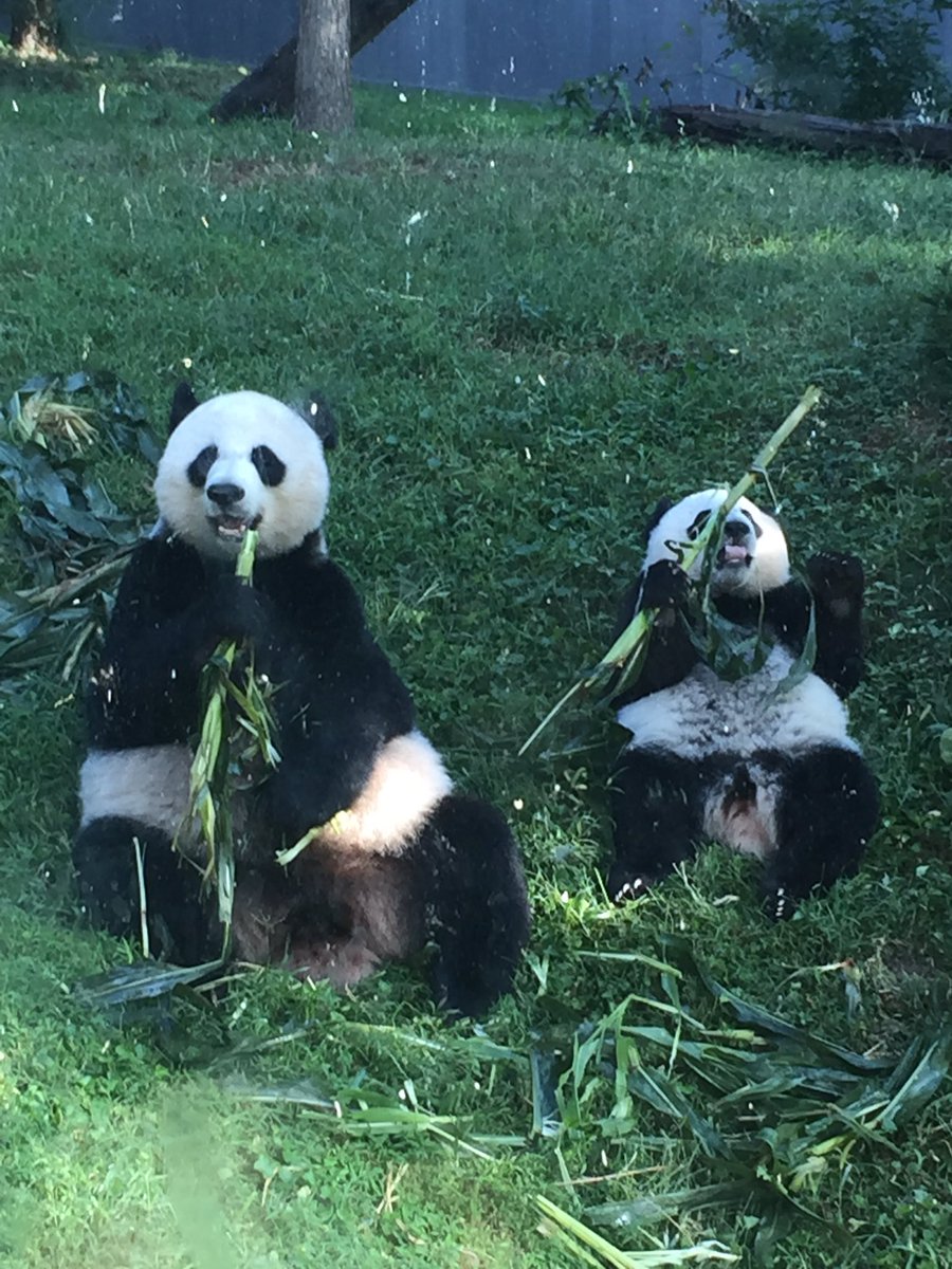 @houseofcubs <a href="/MommyMei98/">Mei Xiang Tian</a> are happy bears enjoying their corn this morning.