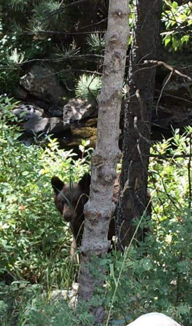 Brightly_Burn's tweet photo. #hillorado will ban the Right to Bear Arms! Not mine! #COpolitics #HomeSweetCO #COblue #TogetherColorado #Defend2A https://t.co/AWeIKvl3JD