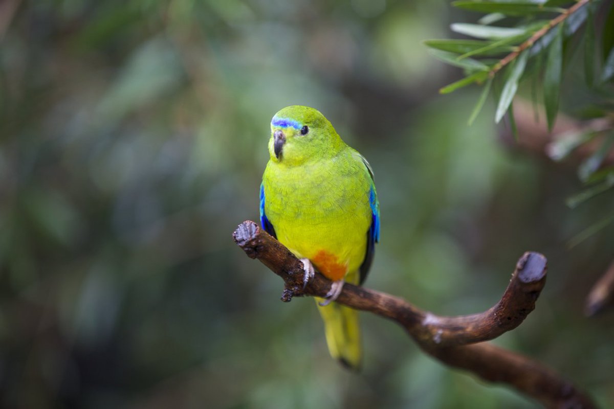 Zoos Victoria tweet media
