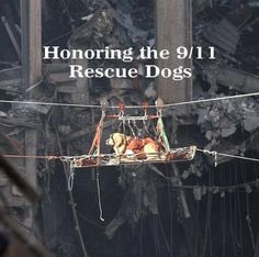 NYPDPaws's tweet photo. Remembering and honoring 9/11 Rescue Dogs #HeroDogs #NeverForget https://t.co/uNS3I6jiJX