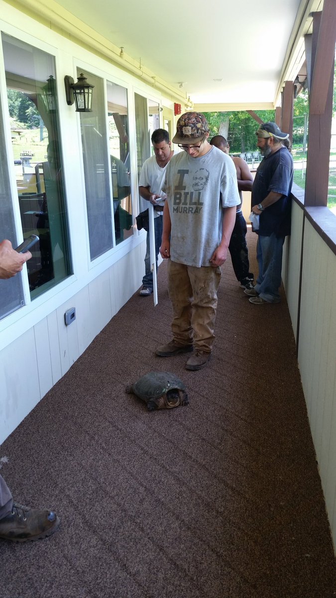 SNOWMAKER860's tweet photo. #snappingturtle and Gary #summer in #Ct https://t.co/qC3IPEclEM