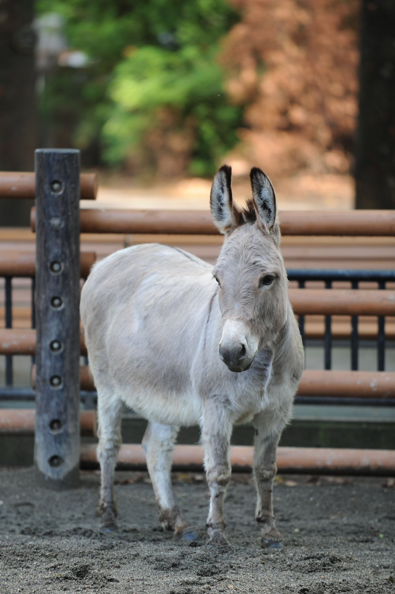 上野動物園 公式 子ども動物園の人気者 ロバのリリーちゃんが 明日 仙台市八木山動物園に行く事になりました 泣 時には暴れん坊の一面を見せることもありましたが 繊細で甘えん坊なリリー 向こうではみんなと仲良くして可愛がってもらうんだぞ