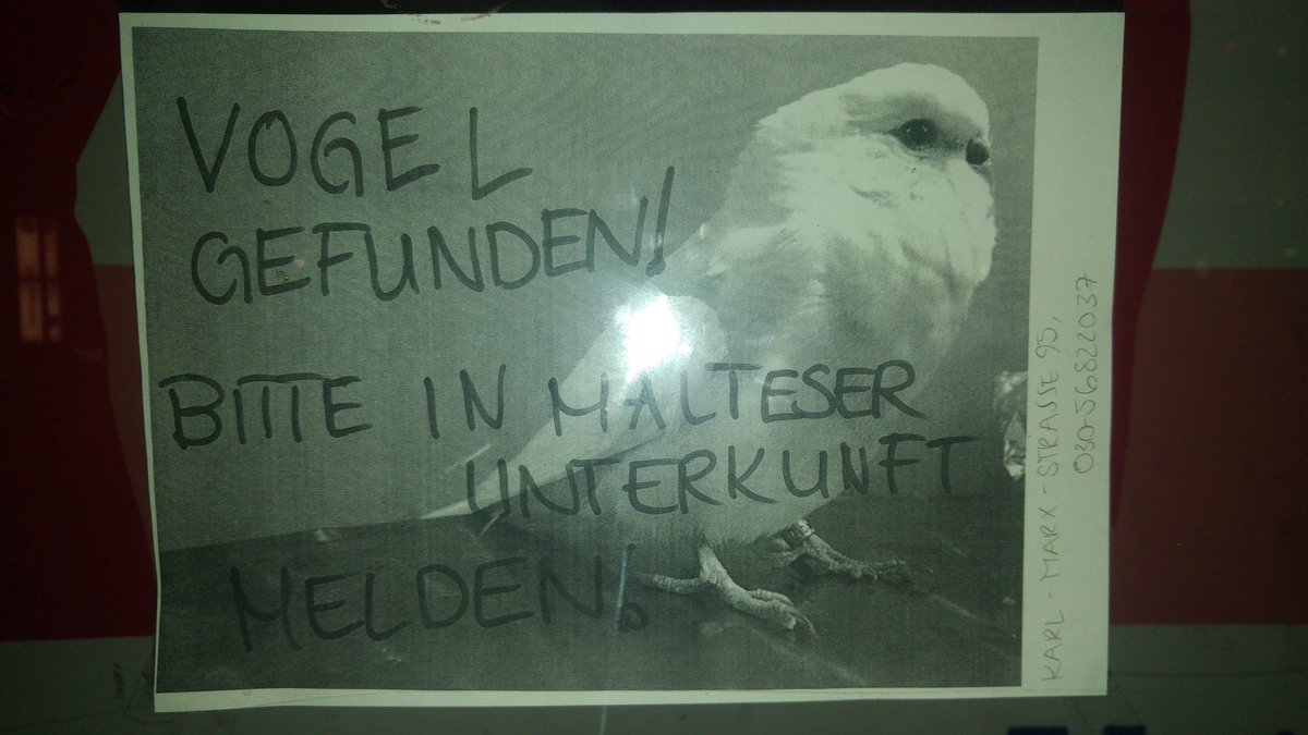flecks's tweet photo. Vermisst jemand nen Vogel?
#KarlMarxStr #Neukölln @notesofberlin https://t.co/tBpb2wgcyi
