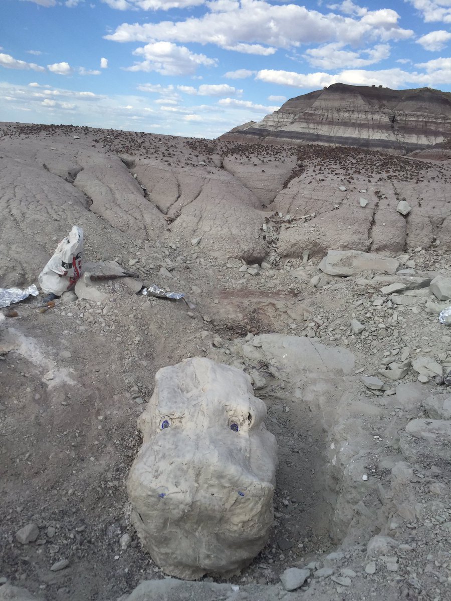 Megan Whitney tweet media