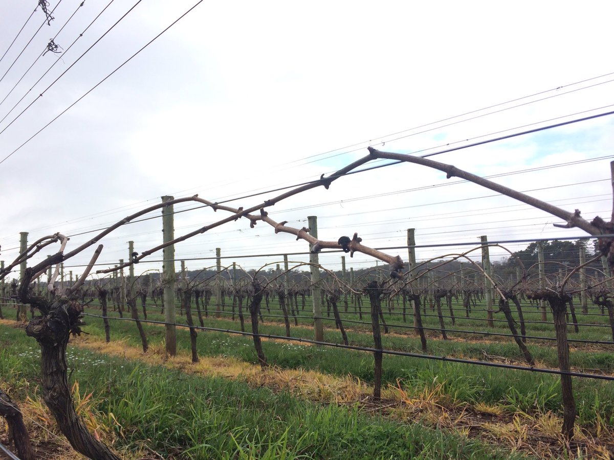 Pruning &amp; tie done!!!